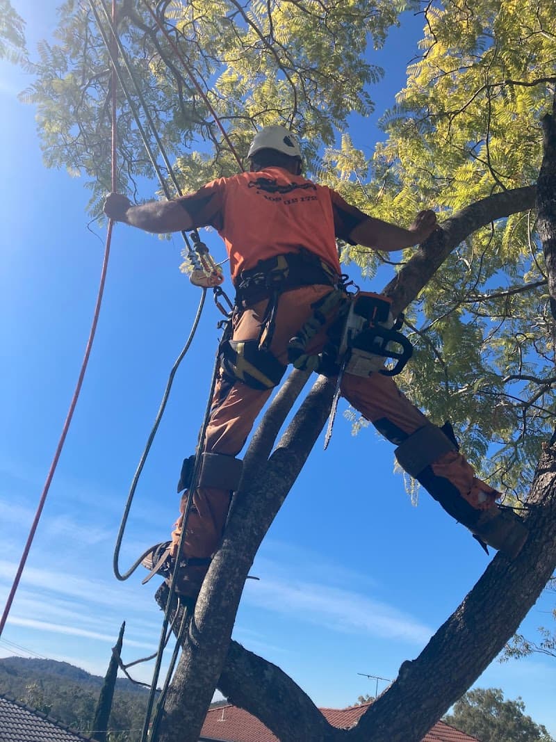Tom's Tree Lopping tree services work in Daisy Hill