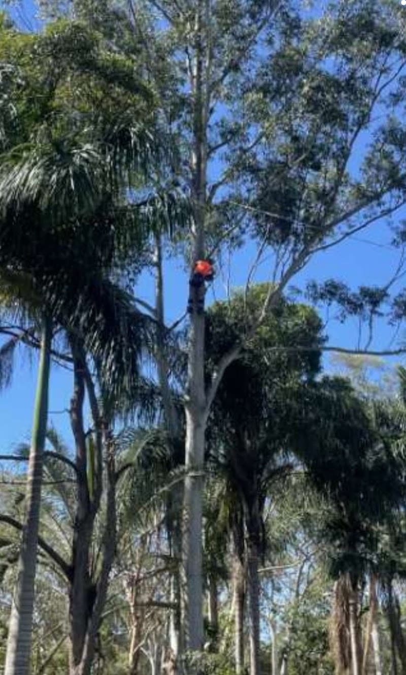 Toms Tree Works tree services work in Sheldon