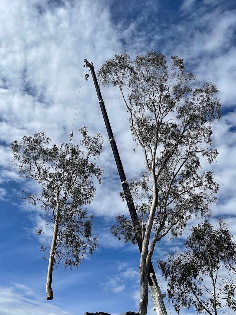 Top Cut Tree Services tree services work in Shanes Park
