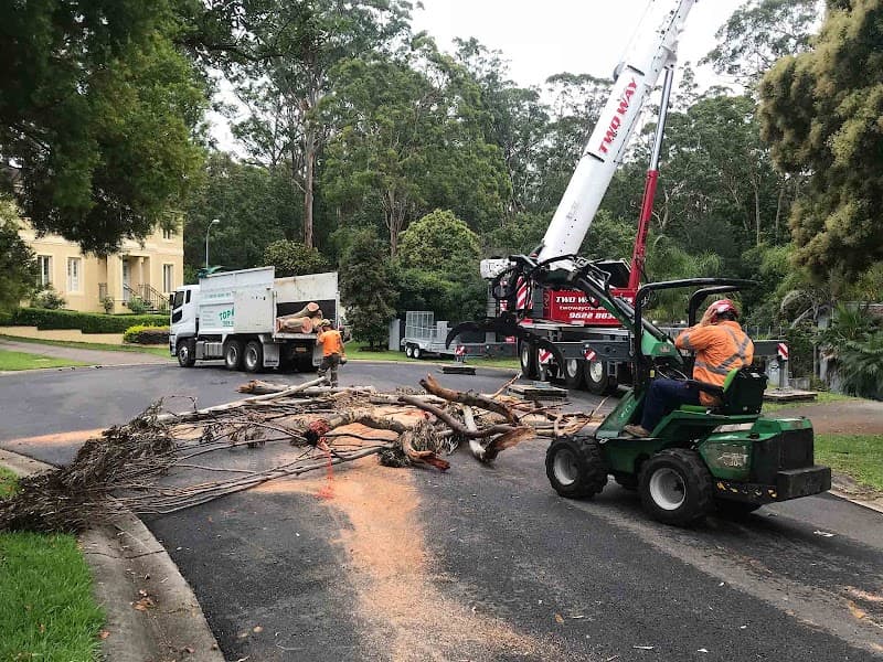 Top Cut Tree Services tree services work in Shanes Park