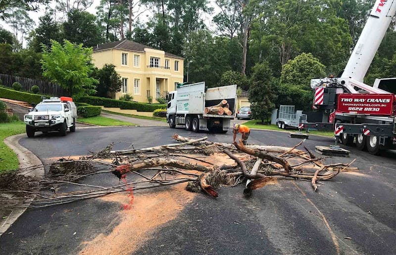 Top Cut Tree Services tree services work in Shanes Park