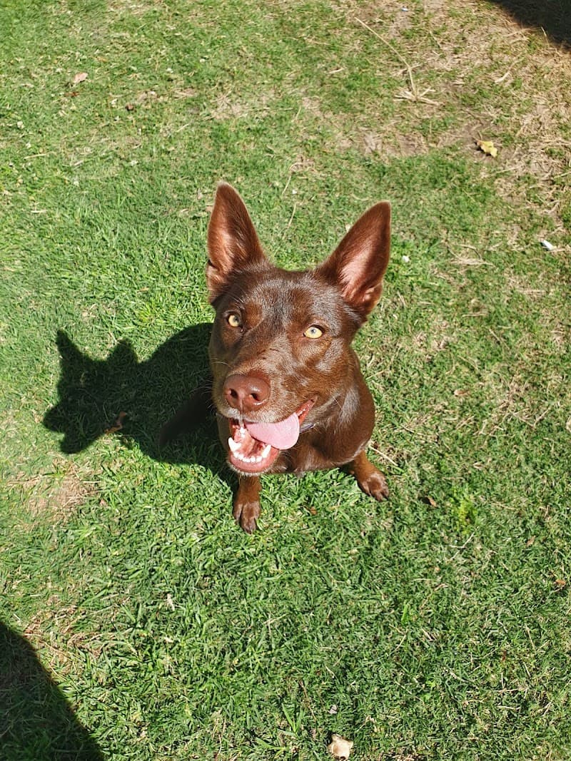 Top Dog Pawformance dog training work in Kuraby