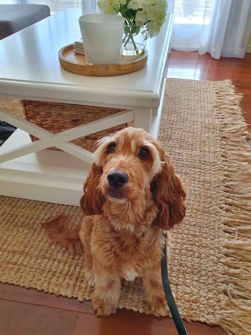 Top Dog Pawformance dog training work in Kuraby