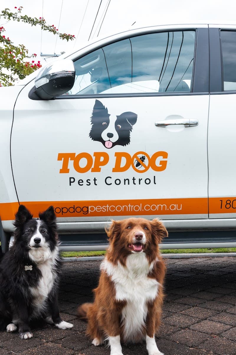 Top Dog Pest Control & Property Inspections pest control work in Biggera Waters