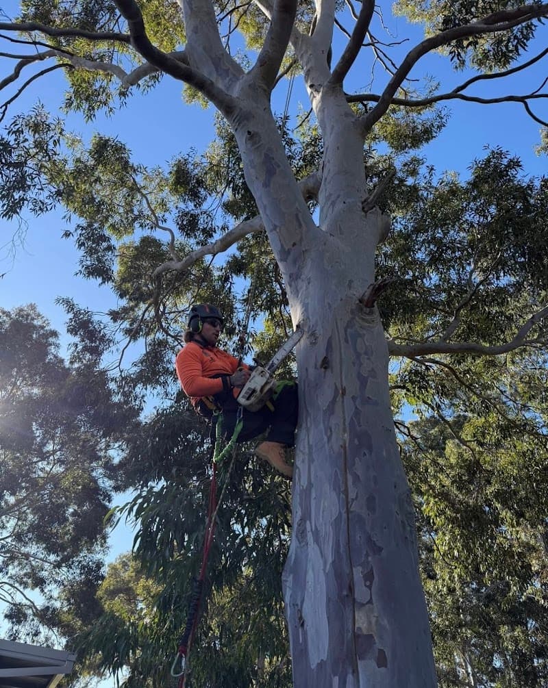 Top Notch Tree Surgeons-Boorn Wirin (Tree Spirit) Pty Ltd tree services work in Bayswater