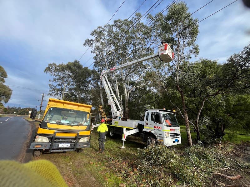 Top Notch Tree Surgeons-Boorn Wirin (Tree Spirit) Pty Ltd tree services work in Bayswater