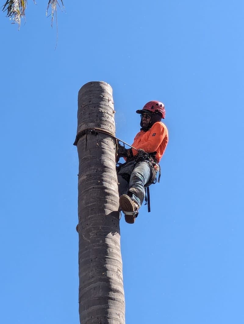 Top Notch Tree Surgeons-Boorn Wirin (Tree Spirit) Pty Ltd tree services work in Bayswater
