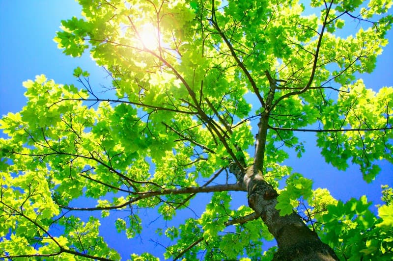 Total Tree Care Australia tree services work in Dandenong