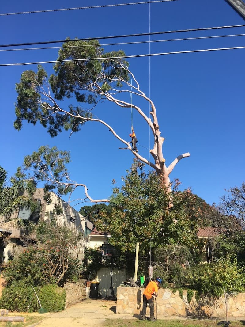 Total Tree Care Australia tree services work in Dandenong