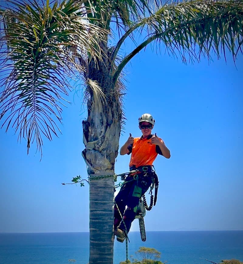 Total Tree Care Australia tree services work in Dandenong