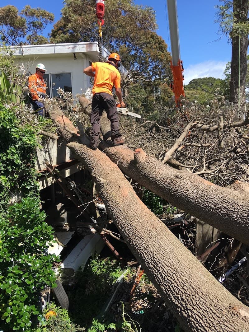 Total Tree Care Australia tree services work in Dandenong