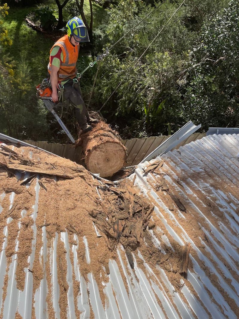 Total Tree Care Australia tree services work in Dandenong