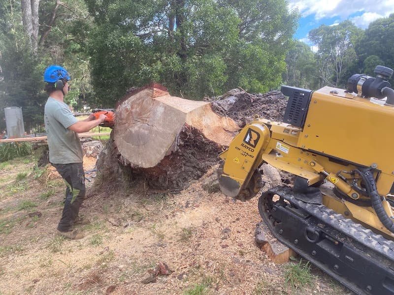 Total Tree Care Australia tree services work in Dandenong
