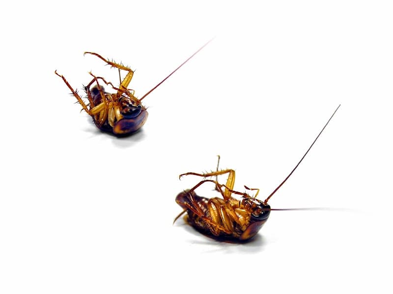 Total Weed and Pest Control (Mackay) pest control work in Glenella