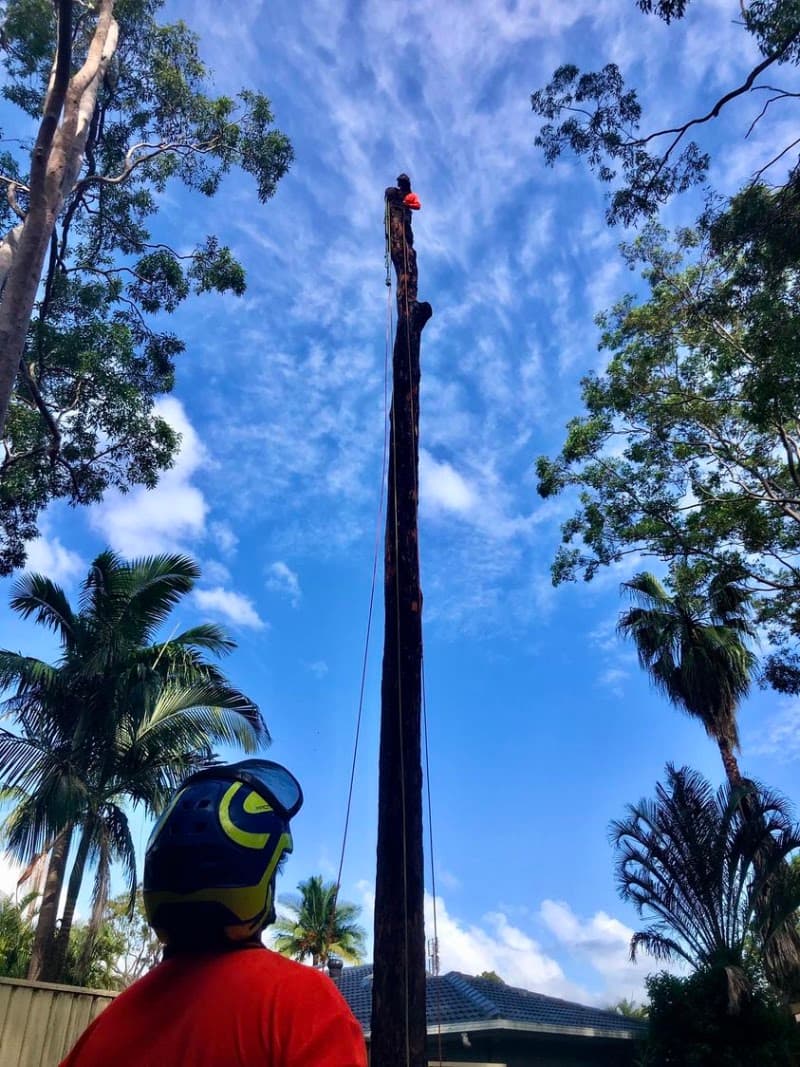 Touchwood Tree Services tree services work in Swansea