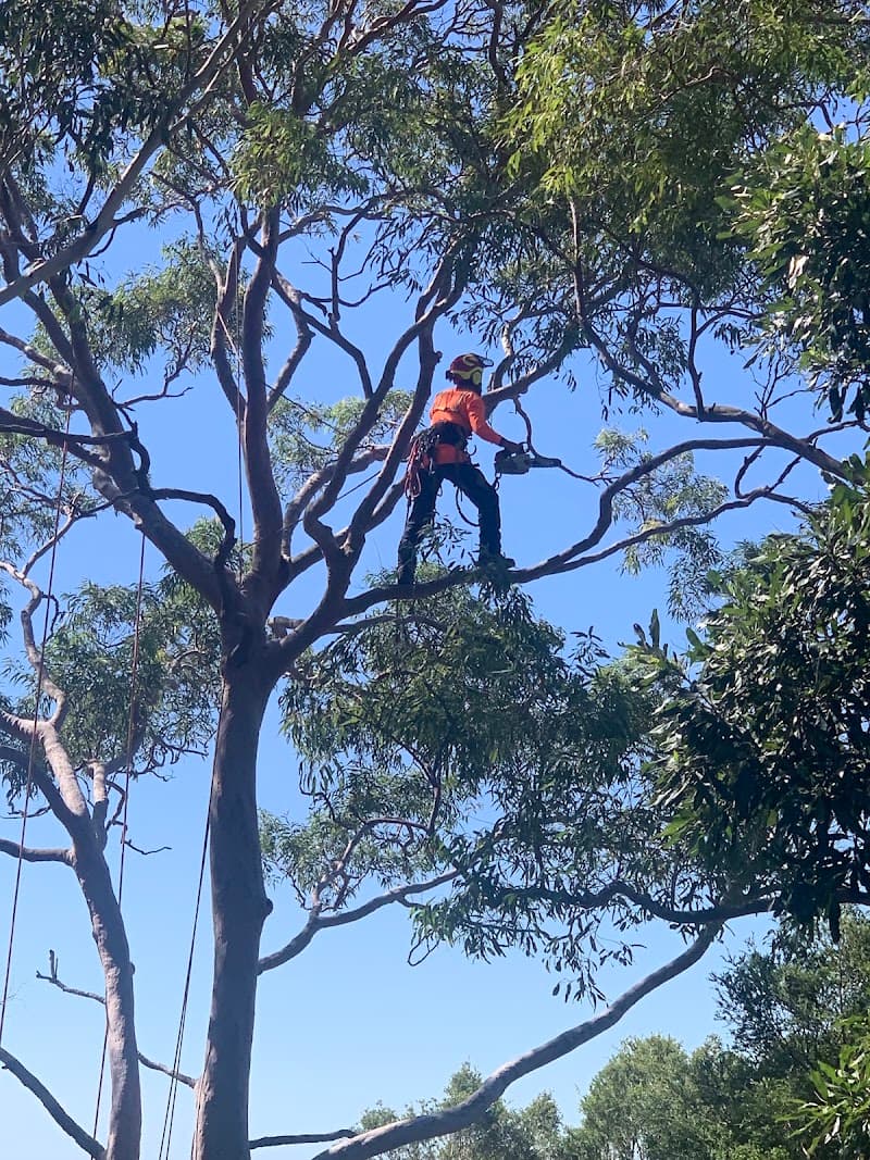 Touchwood Tree Services tree services work in Swansea