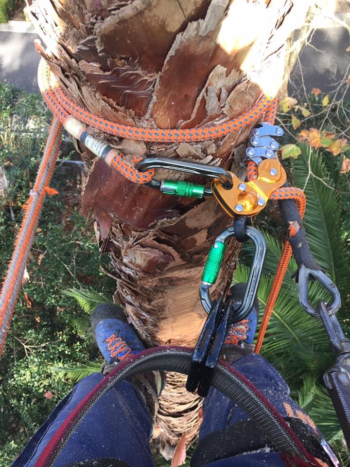 Touchwood Tree Services tree services work in Swansea