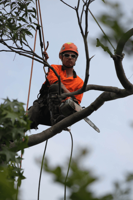 Touchwood Tree Services tree services work in Swansea