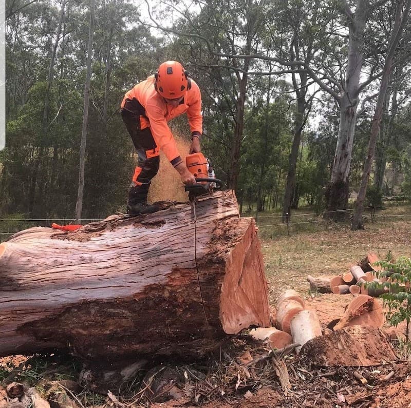 Touchwood Tree Services tree services work in Swansea