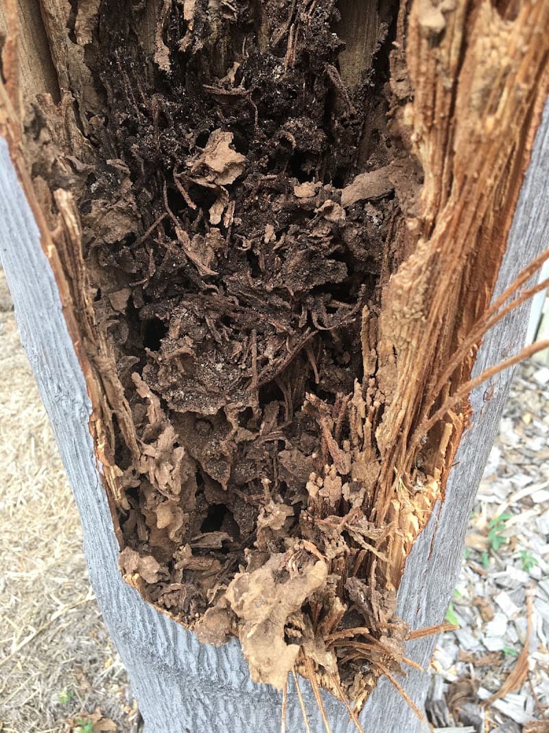 Townsville Termite & Pest Control pest control work in Mount Louisa