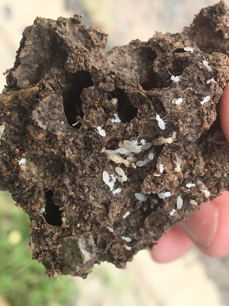 Townsville Termite & Pest Control pest control work in Mount Louisa