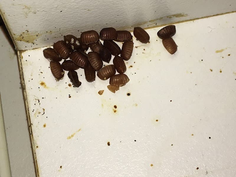 Townsville Termite & Pest Control pest control work in Mount Louisa