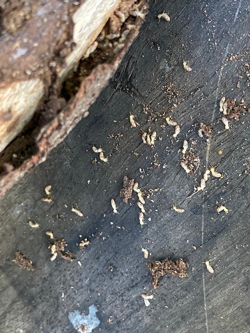 Townsville Termites Specialist pest control work in Mount Louisa