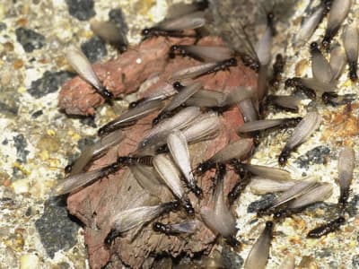 Townsville Termites Specialist pest control work in Mount Louisa