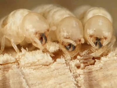 Townsville Termites Specialist pest control work in Mount Louisa