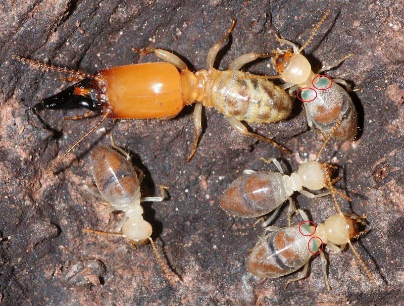 Townsville Termites Specialist pest control work in Mount Louisa