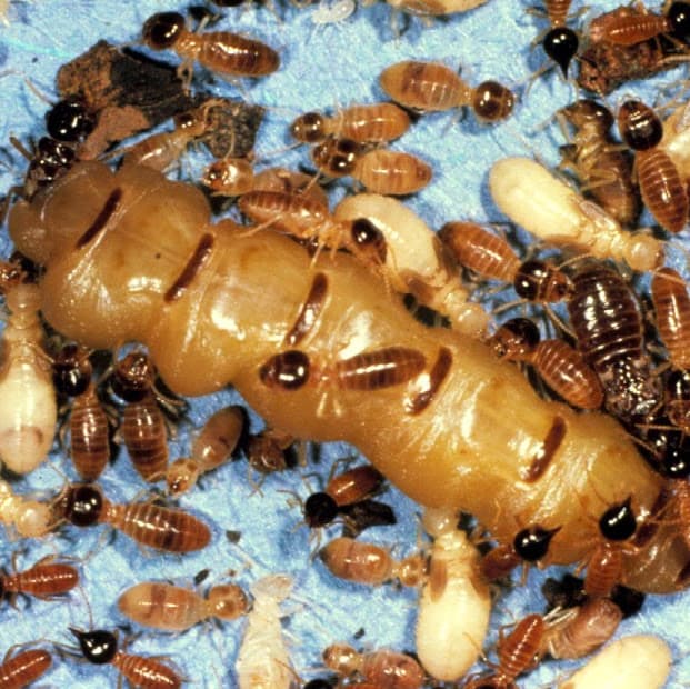 Townsville Termites Specialist pest control work in Mount Louisa