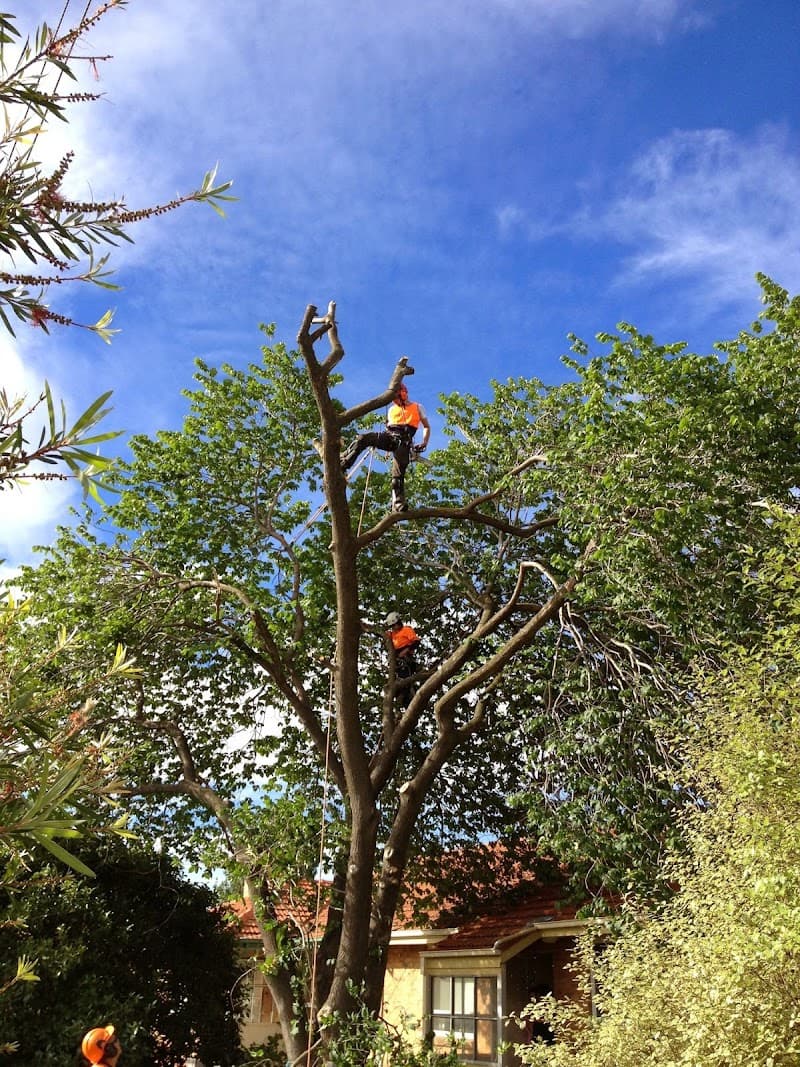 Trav's Tree Services tree services work in Preston