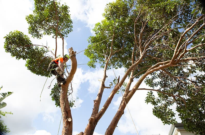 Trav's Tree Services tree services work in Preston