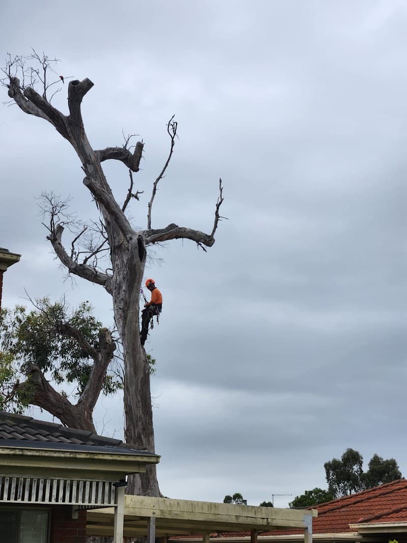 Trav's Tree Services tree services work in Preston