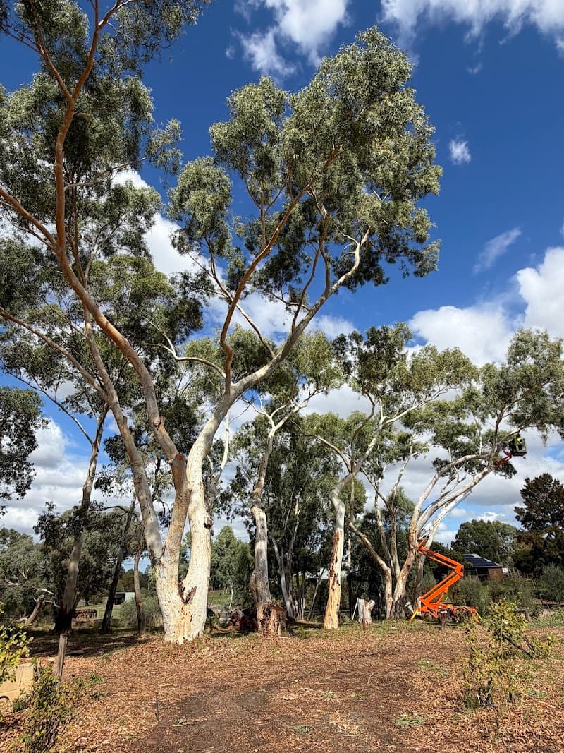 Tree Aesthetics tree services work in Hazelmere