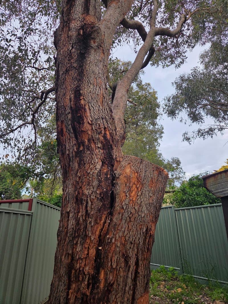 Tree Aesthetics tree services work in Hazelmere