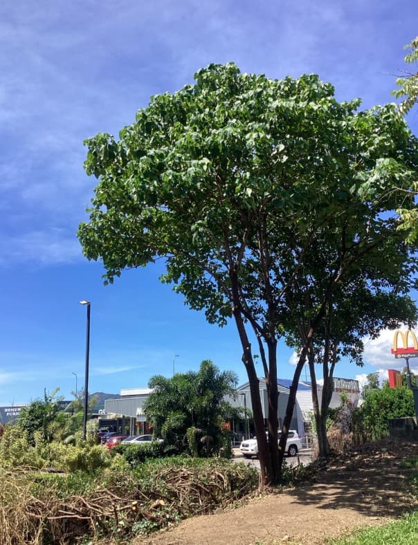 Tree Arrangements tree services work in Stratford