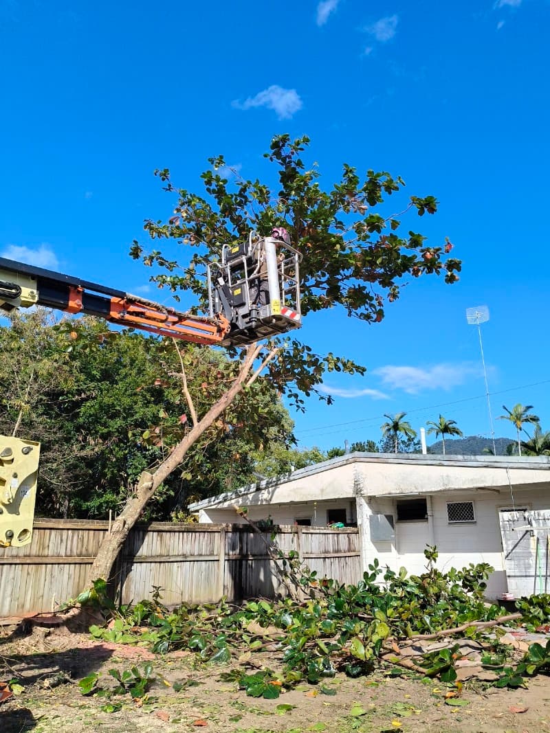 Tree Arrangements tree services work in Stratford