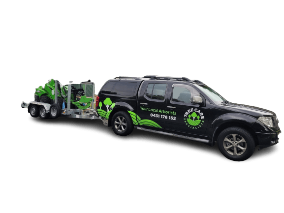 Tree Care Specialists tree services work in Boondall