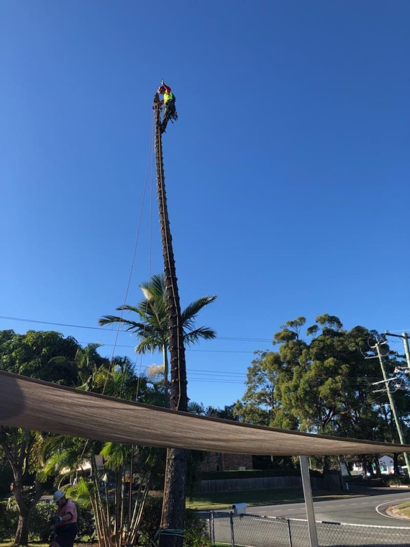 Tree Care Specialists tree services work in Boondall