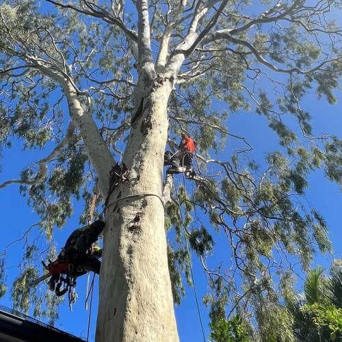 Tree Care Specialists tree services work in Boondall
