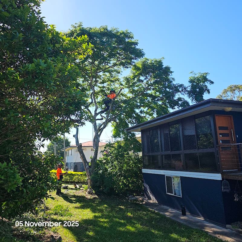 Tree Care Specialists tree services work in Boondall