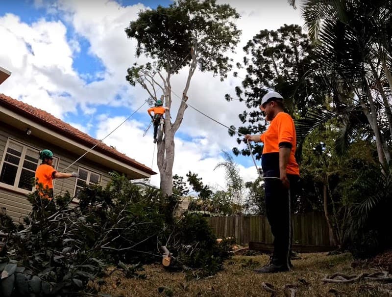 Tree Care Specialists tree services work in Boondall