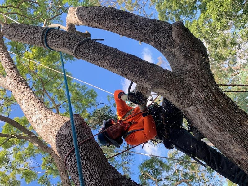 Tree Care Specialists tree services work in Boondall