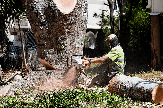 Tree Change NQ tree services work in Garbutt