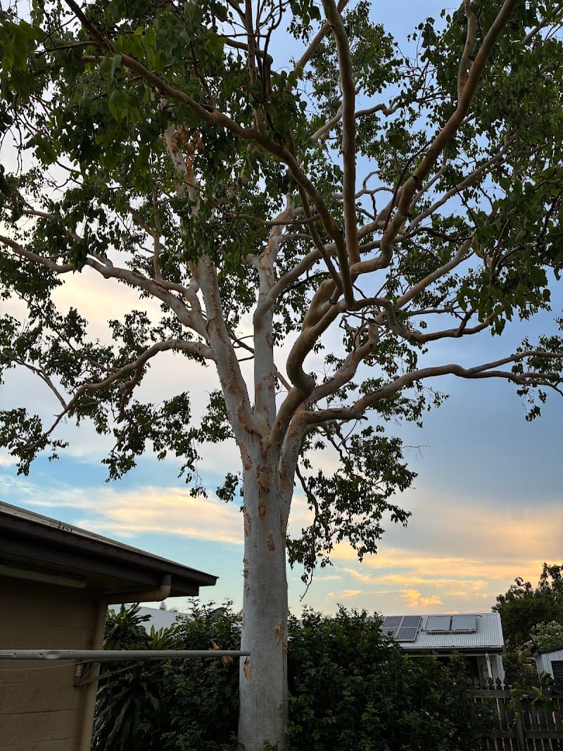 Tree Change NQ tree services work in Garbutt