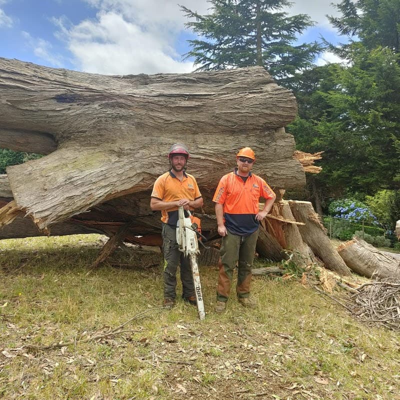 Tree Doctor Tasmania tree services work in Stony Rise
