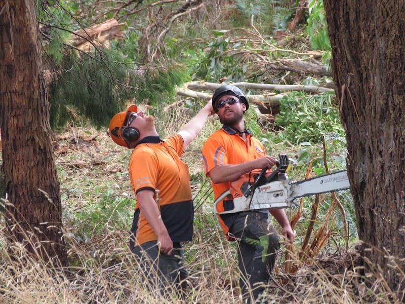 Tree Doctor Tasmania tree services work in Stony Rise