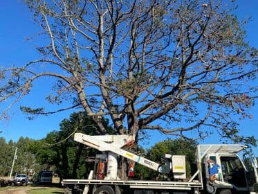 Tree Doctor Tasmania tree services work in Stony Rise
