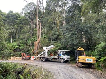 Tree Doctor Tasmania tree services work in Stony Rise